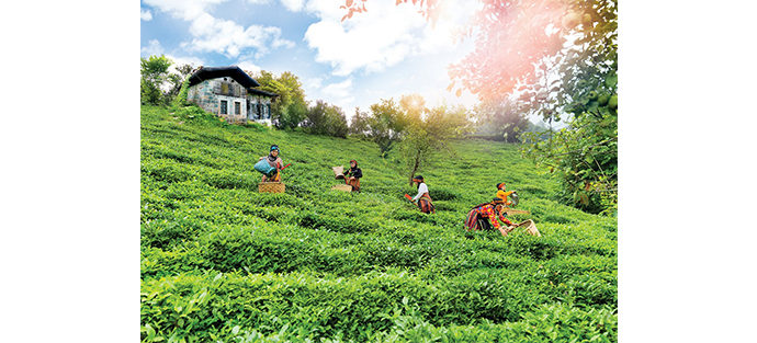 Her Dem Toprak İçin projesiyle sürdürülebilir çay tarımı
