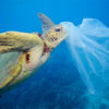 WWF Türkiye’den #PlastikKirliliğeHayır çağrısı