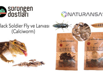Yenilebilir böceklerden protein üreten girişim: Naturansa