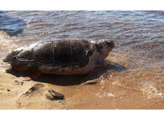 Deniz kaplumbağaları için farkındalık çağrısı