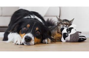 Hayvan bakımını pratik hale getiren sosyal girişimler