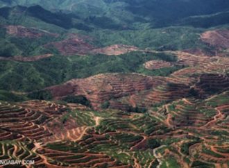 Tropikal ormansızlaşmayı azaltmak için dokuz sebep