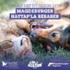 Magdeburger Sigorta, HAYTAP iş birliğiyle sahipsiz hayvanlara destek verecek