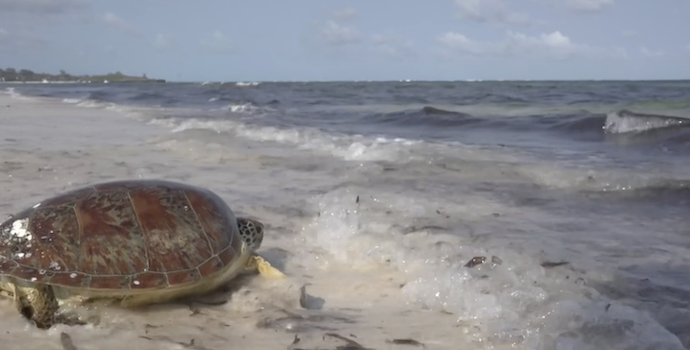 Watamu’daki deniz kaplumbağaları mücadelesi