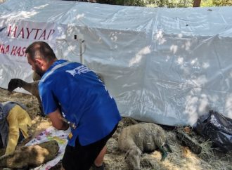 HAYTAP, Manavgat ve Marmaris’te ilk hayvan sahra hastanesi kurdu