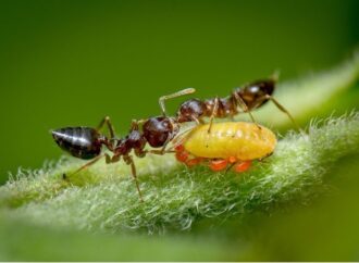 Bal özü ile beslenen karıncalar ile Royal Society of Biology fotoğraf ödülü