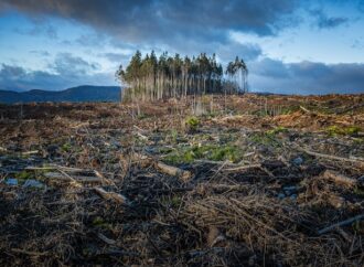 Glasgow’da ülkeler ormanları korumaya söz verdi
