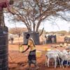 FAO Afrika’daki açlık krizini önlemek için yeni planını hayata geçirdi