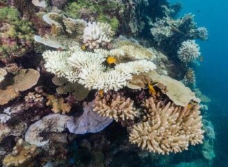 Avustralya, ısı stresi nedeniyle altıncı toplu mercan beyazlamasına sahne oluyor