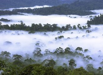 Tropikal ormanlar karbon depolama ve biyofiziksel etkileriyle dünyayı soğutabilir