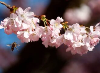 Avrupa Birliği arı popülasyonundaki azalmayı vızıltı hatlarıyla kontrol altına alacak