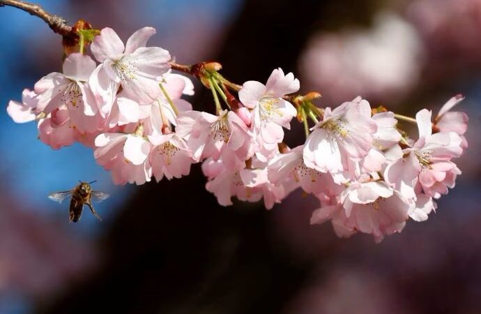 Avrupa Birliği arı popülasyonundaki azalmayı vızıltı hatlarıyla kontrol altına alacak