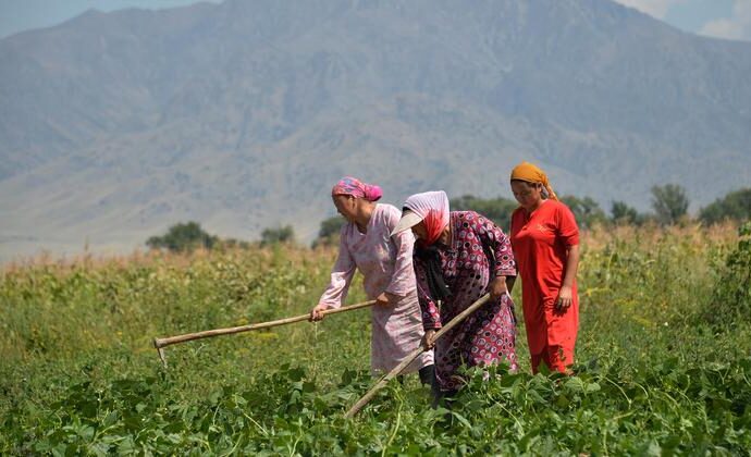 FAO: Gıda ve tarım alanındaki cinsiyet eşitsizliklerinin sektöre olan maliyeti 1 trilyon ABD Doları