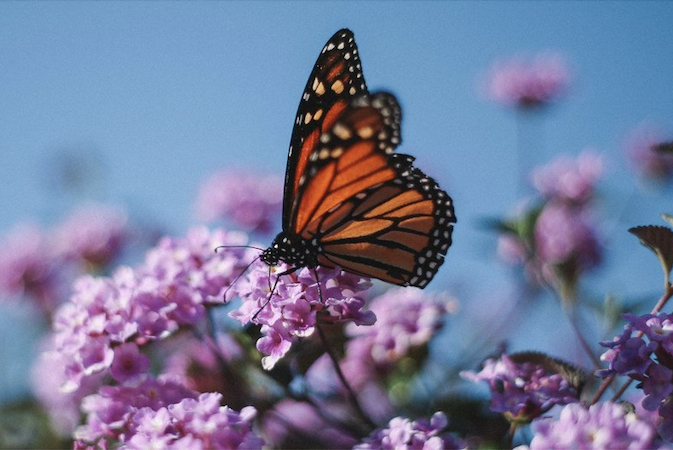 BM Biyolojik Çeşitlilik Günü insanlığın yaşam destek sistemini korumayı amaçlıyor