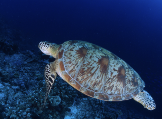 Deniz kaplumbağalarını birlikte koruyalım