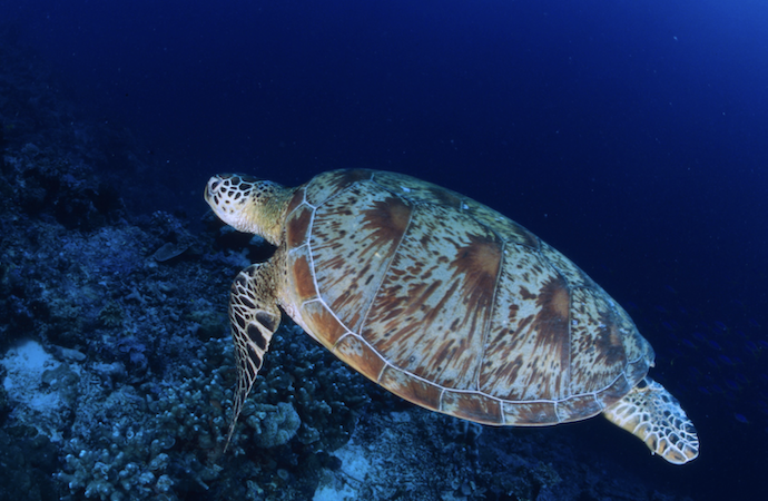 Deniz kaplumbağalarını birlikte koruyalım