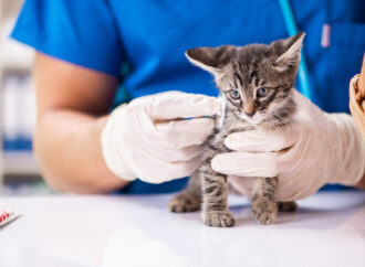 Kedimklinikte etiketi, sahipsiz hayvanlar için mama desteğine dönüşüyor