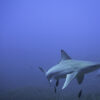 Köpekbalıklarını yaşat denizleri kazan