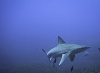 Köpekbalıklarını yaşat denizleri kazan