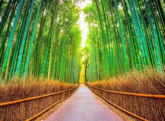 Bambu bitkisinin yenilenebilir enerji kaynağı olma potansiyeli dikkat çekiyor