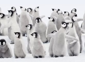 Antarktika’da eriyen buzlar nedeniyle binlerce penguen öldü