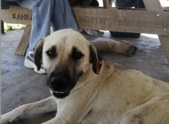 Haydiko’dan Elbistan’daki sahipsiz sokak hayvanlarına anlamlı destek