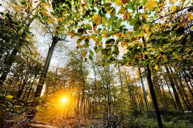 Avrupa Komisyonu’ndan sürdürülebilir orman ve orman ekosistemi üzerine yeni yol haritası