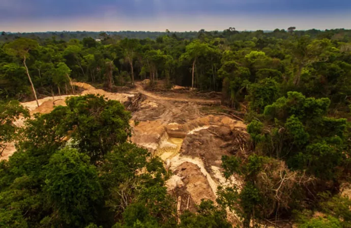 WWF: Koruma vaatlerine rağmen orman kaybı giderek kötüleşiyor
