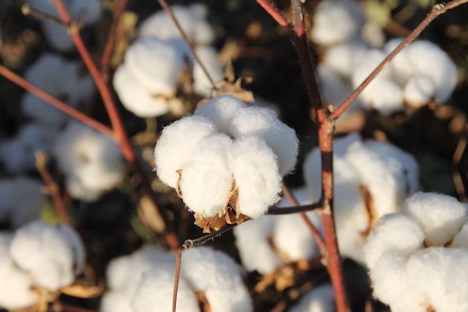7 Ekim Dünya Pamuk Günü’nde “Beyaz Altın” pamukta sürdürülebilirlik yol haritası