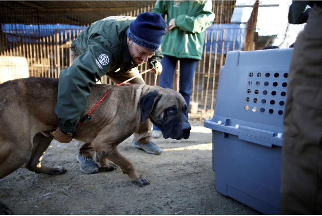 Güney Kore’de köpek eti yemek yasaklanıyor