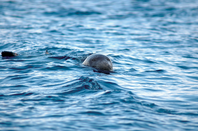 Akdeniz foku ve toy korunmalı
