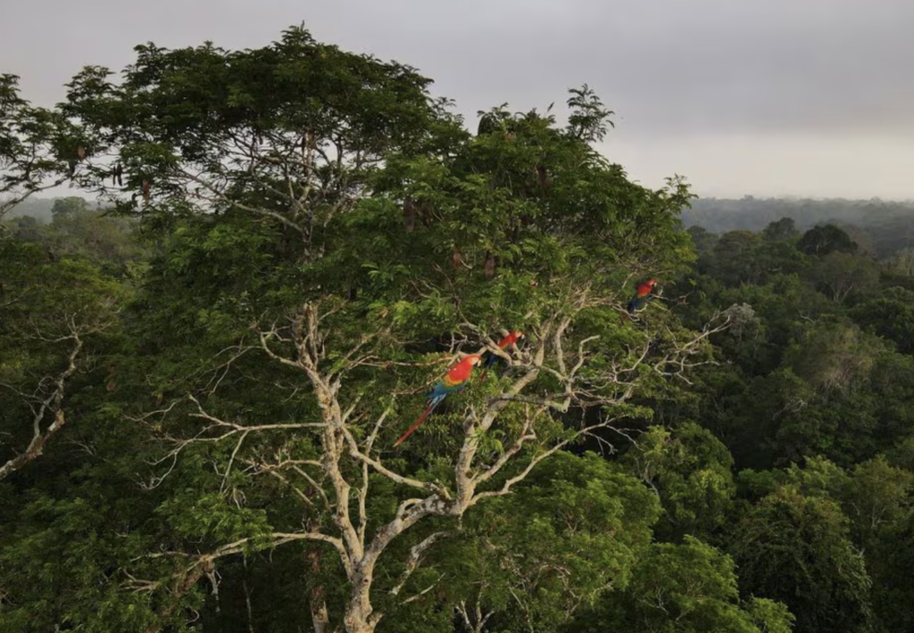 Brezilya, Amazonlardaki ormansızlaşmanın yüzde 50 azaldığını açıkladı