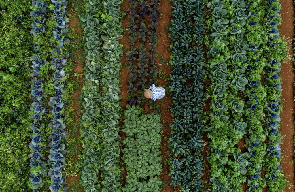 Sürdürülebilir gıda sistemlerine geçiş yılda 10 trilyon dolar fayda sağlayabilir