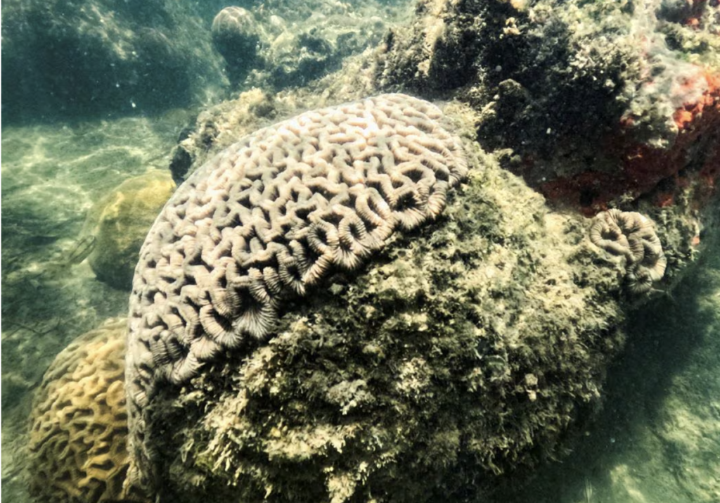 NOAA: Dördüncü Kitlesel Mercan Resifi Ağarma Olayının eşiğindeyiz