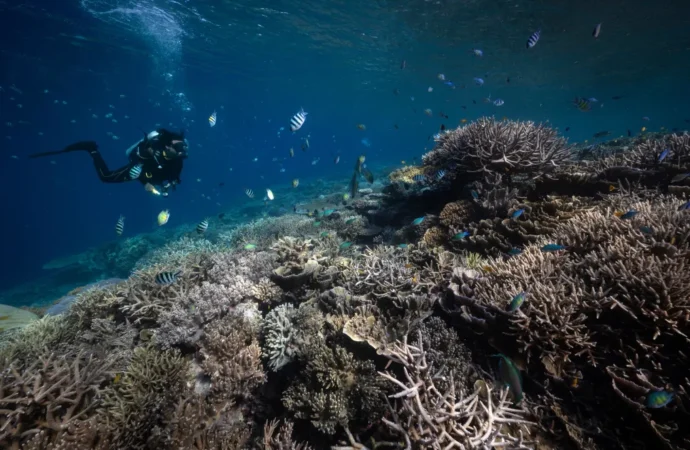 Okyanuslarda iklim değişikliği etkisi: Mercanlar dördüncü kez ağardı