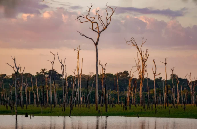 Brezilya ve Kolombiya’da orman kaybı azalıyor ama dünya genelinde devam ediyor