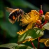 Isınan dünyada serin kalmak için mücadele eden yaban arıları 