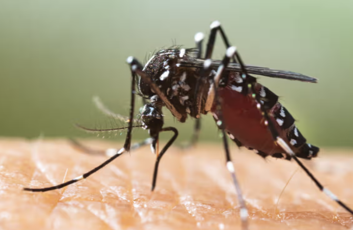 İklim değişikliği sivrisinek kaynaklı bulaşıcı hastalıkları tetikliyor