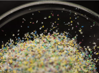 İnsanların ve köpeklerin testisinde mikroplastik bulundu