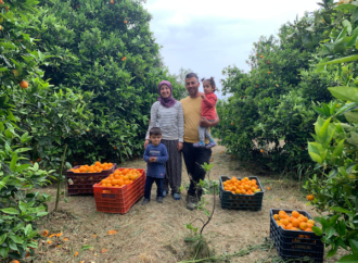 Buğday Derneği tarafından Hatay’da Tarımsal Üretimde Onarıcı Dönüşüm Projesi