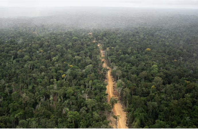 Dünyanın önde gelen bankaları Amazon’un yok edilmesindeki rollerini yeşil yıkama ile gizliyor