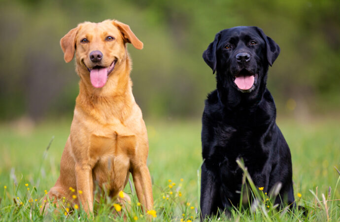 Köpekleri uyutacağımıza kendimiz bir uyansak mı?