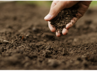 UNESCO: 2050 yılına kadar Dünya topraklarının yüzde 90’ı bozulabilir