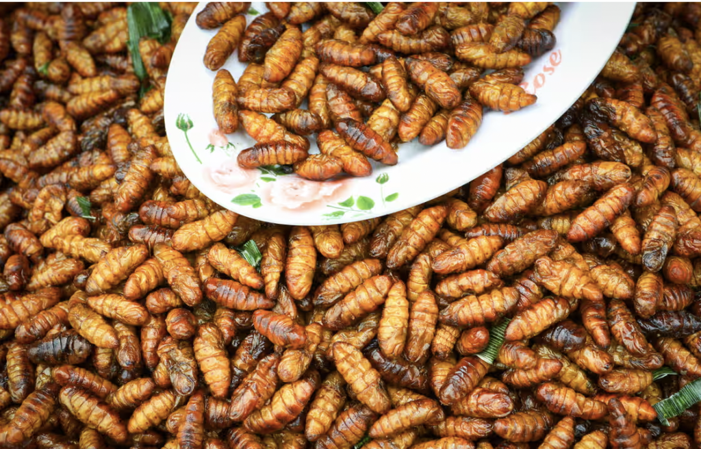 Singapur 16 böceğin gıda olarak tüketilmesine onay verdi