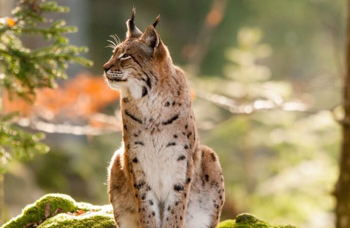 11 yeni biyosfer sahası küresel ağa eklendi
