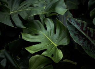 Yeni çalışma: Bitkilerin karbon depolama süresi beklenenden daha kısa