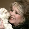 Dünyaca ünlü Fransız aktris Brigitte Bardot’dan Cumhurbaşkanı Erdoğan’a sokak hayvanları çağrısı