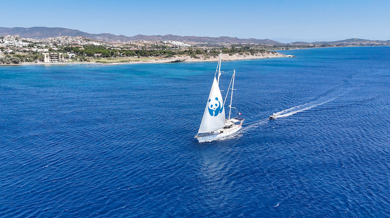 Blue Panda, Mavi Ormanlar için Türkiye’de