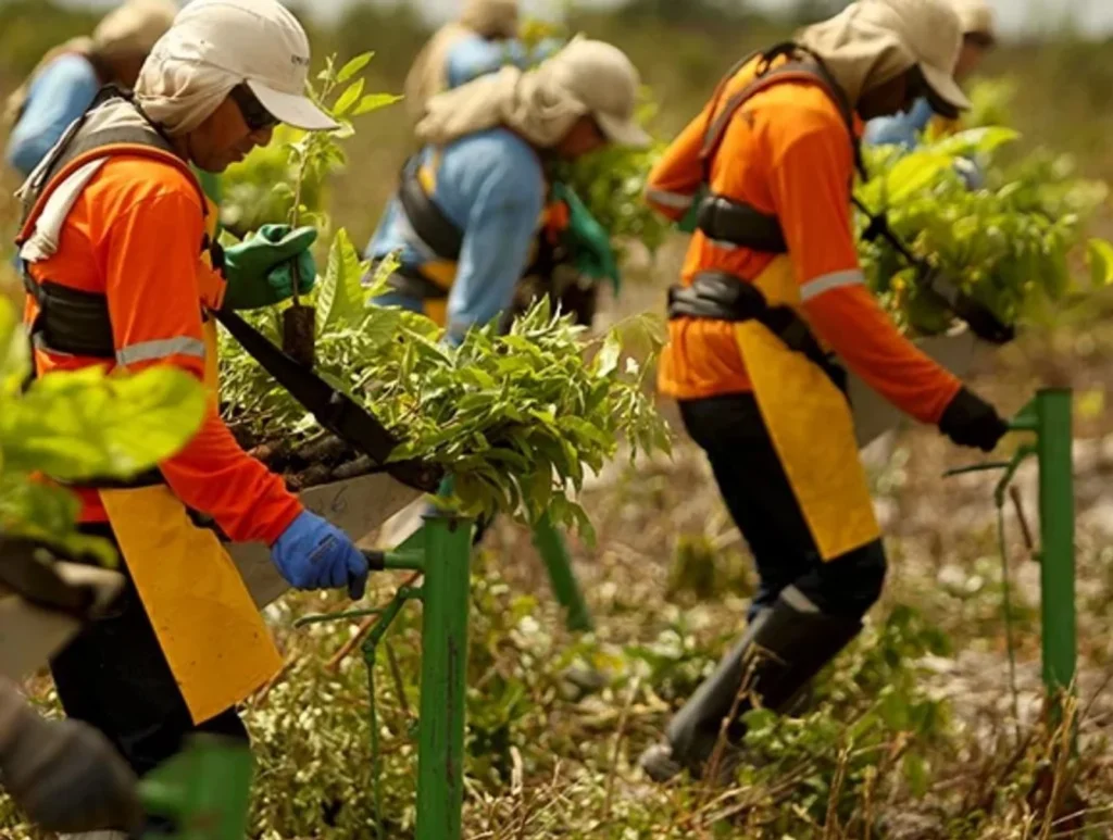 Amazon yağmur ormanlarındaki karbon giderimi nasıl finanse ediliyor?