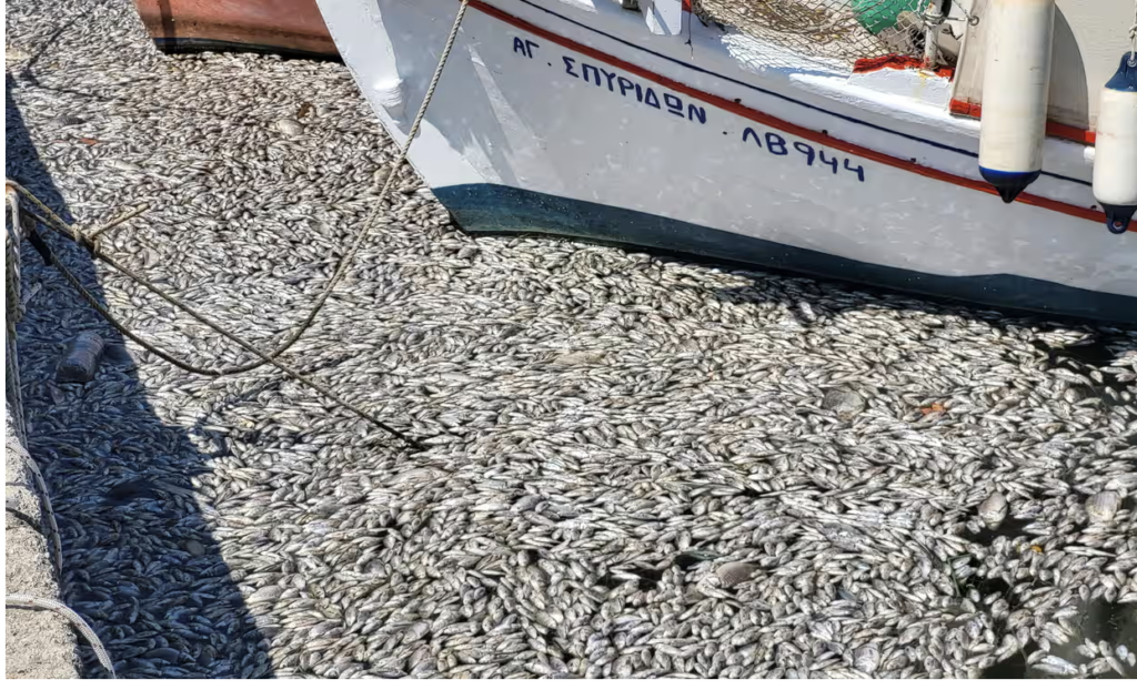Yunanistan’ın turistik limanı Volos yüz binlerce ölü balıkla doldu